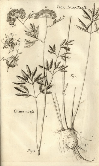 Den eldste norske flora - Seksjon Spesialsamlinger